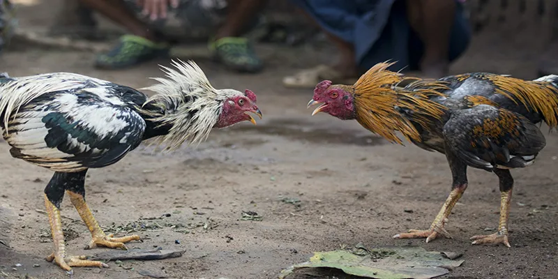 Màu mạng đá gà thể hiện trình độ của người nuôi