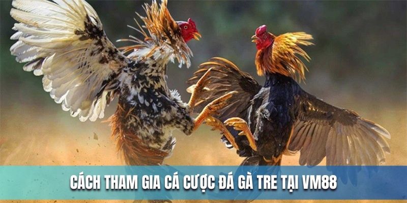 Cách cá cược đá gà tre tại VM88 siêu đơn giản