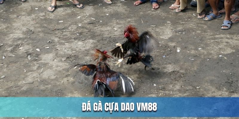 đá gà cựa dao