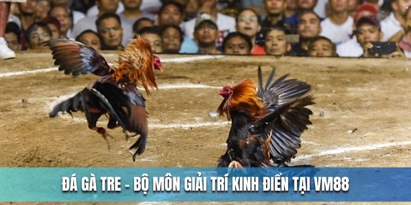 Đá gà tre - Bộ môn giải trí kinh điển tại VM88