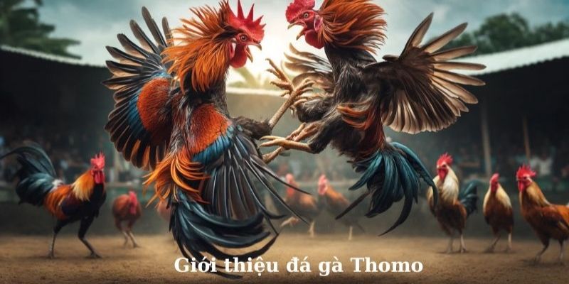 Tổng quan đôi điều đá gà Thomo 