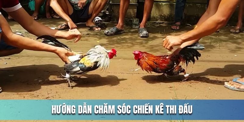 Hướng dẫn huấn luyện, nuôi dưỡng chiến kê