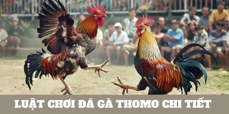 Luật chơi đá gà Thomo cập nhật mới cho kê thủ 