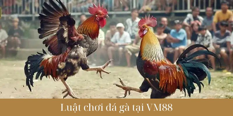 Luật chơi Đá gà VM88