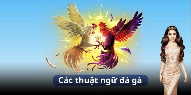 Thuật ngữ đá gà om gà hấp dẫn