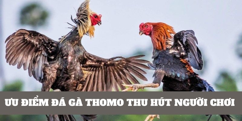 Ưu điểm tạo sức hút đá gà Thomo là gì?